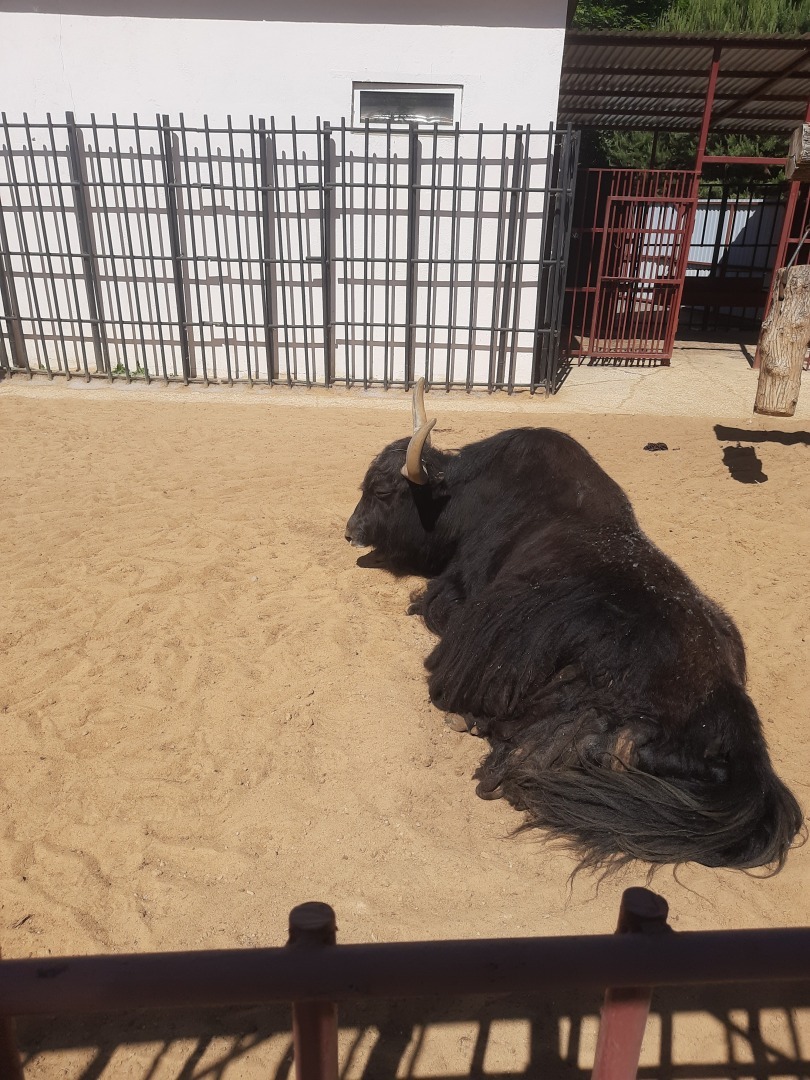 О стрессе, который испытывают животные, особенно в жару