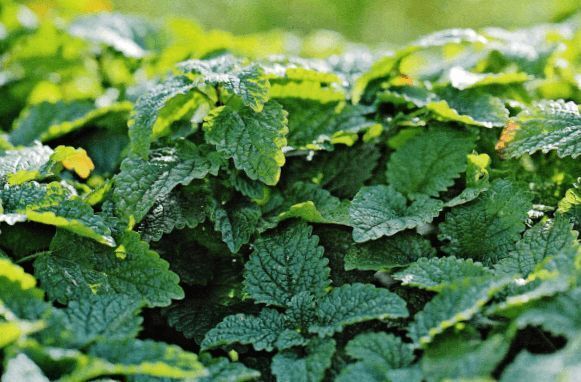 Мелисса лекарственная - свойства и выращивание