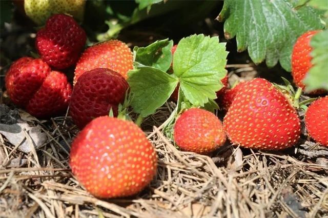 Как вырастить крупную клубнику на даче? Советы и рекомендации
