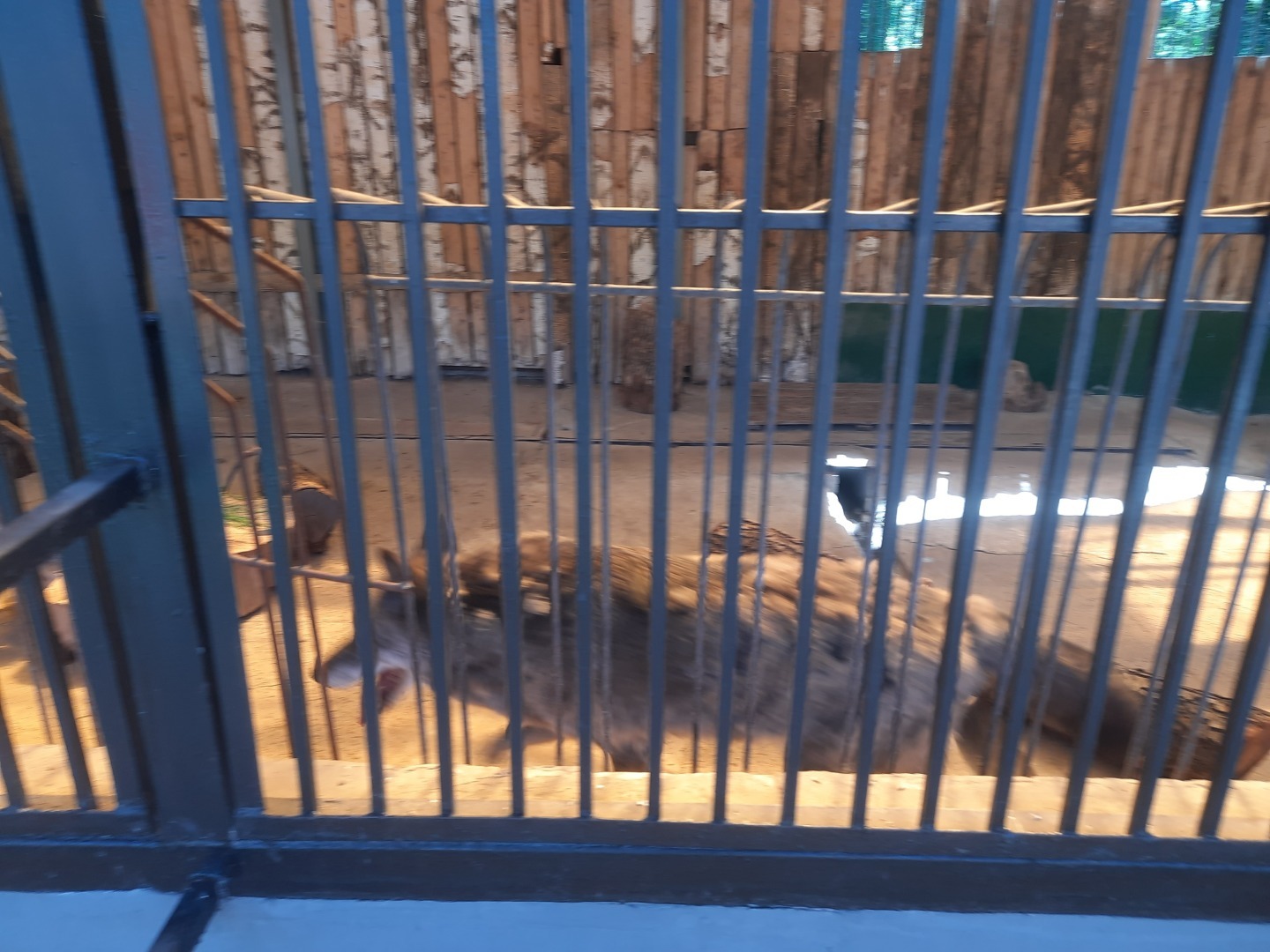 О стрессе, который испытывают животные, особенно в жару