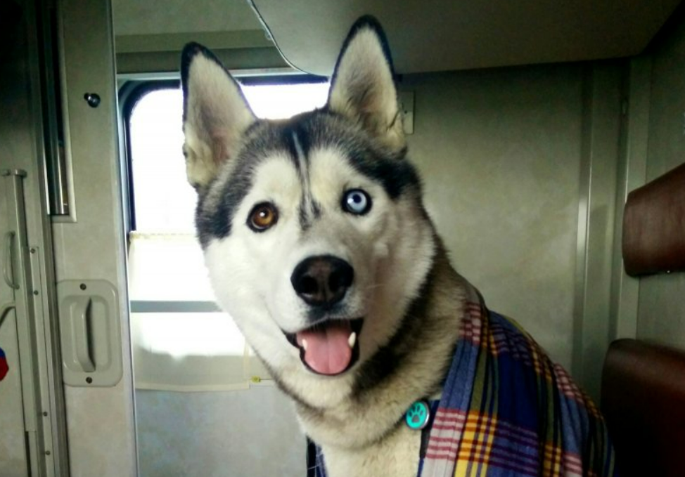 Этим летом РЖД устанавливает новые правила для людей и животных. Давайте вместе разбираться.