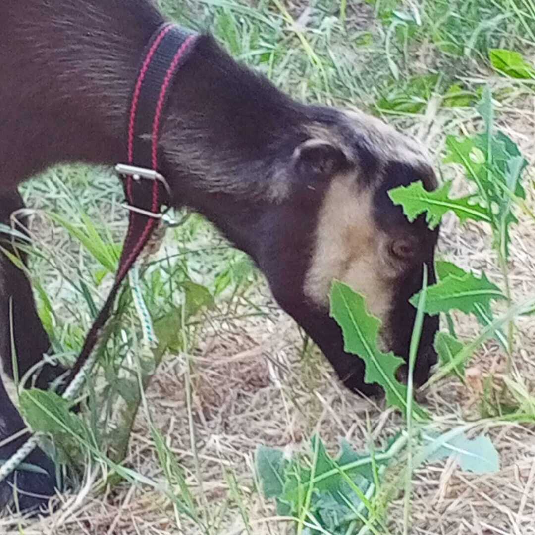 Моё хозяйство в этом году! А есть ли смысл ведения ЛПХ?