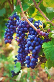 Традиционно русская неделя с 21 числа до конца Июня