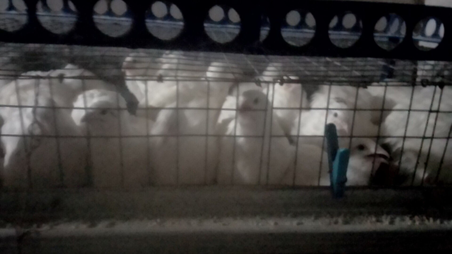 Моё хозяйство в этом году! А есть ли смысл ведения ЛПХ?