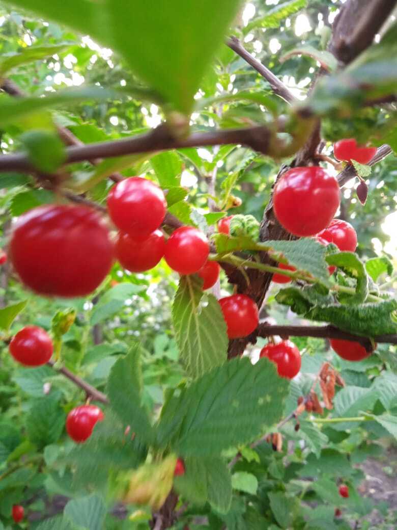 Войлочная вишня: красивый декоративный кустарник моего сада со сладкими красными ягодами похожими на бусы