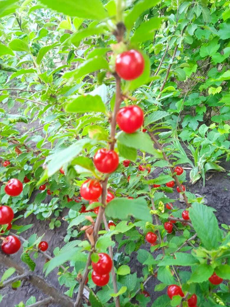 Войлочная вишня: красивый декоративный кустарник моего сада со сладкими красными ягодами похожими на бусы