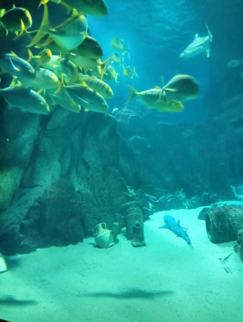 Льготный входной билет в океанариум г. Адлер для ветеранов боевых действий