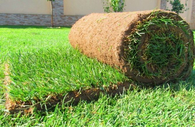 Рулонный газон: быстрый и простой способ создания красивого зеленого покрова на вашем участке