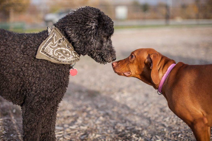 Питомцы на даче: ожидание и реальность