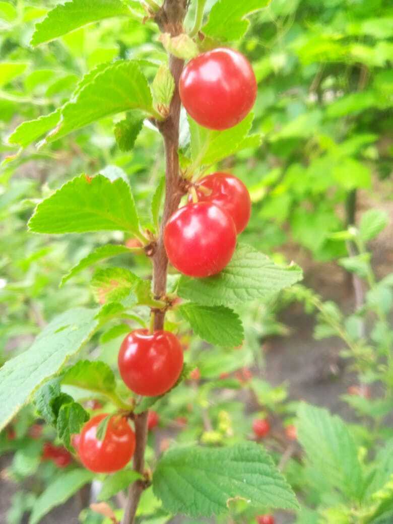 Войлочная вишня: красивый декоративный кустарник моего сада со сладкими красными ягодами похожими на бусы