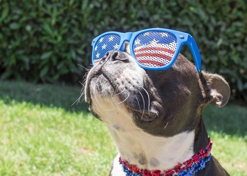 Питомцы на даче: ожидание и реальность