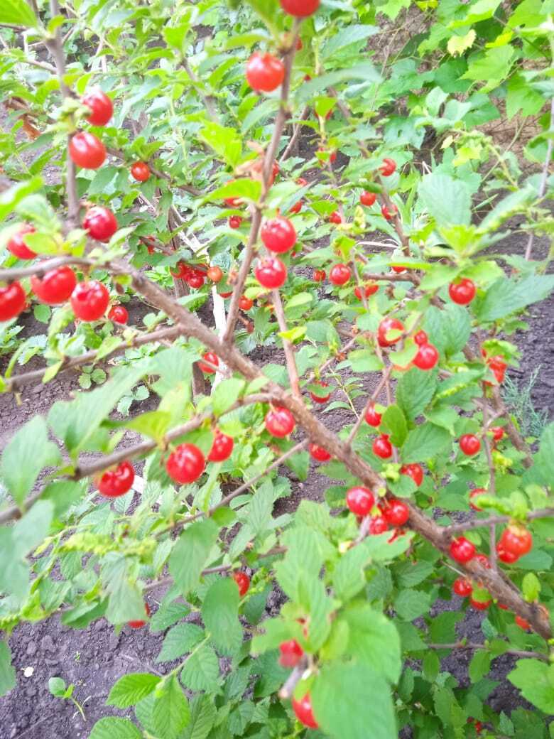 Войлочная вишня: красивый декоративный кустарник моего сада со сладкими красными ягодами похожими на бусы