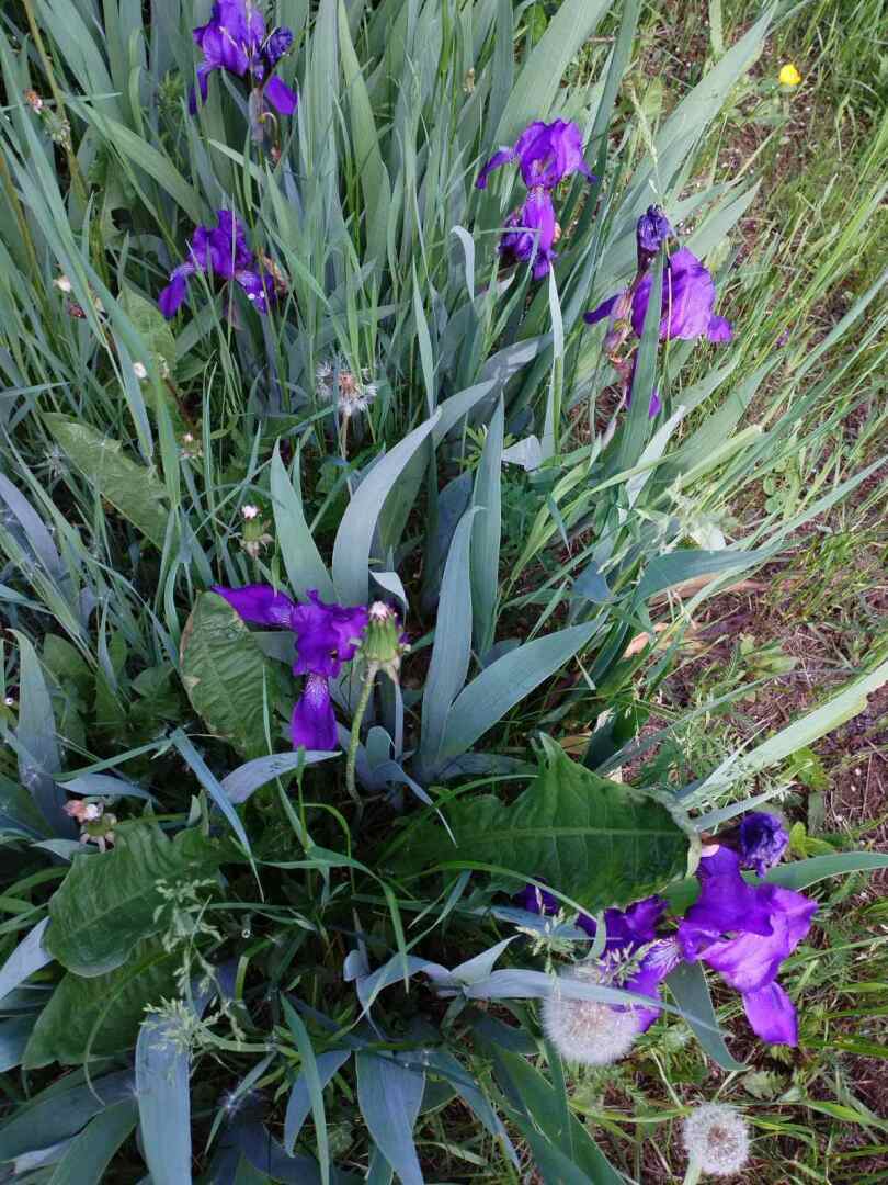 На моем участке в деревне наконец-то зацвели сирень и люпины: красота рядом и личный опыт выращивания