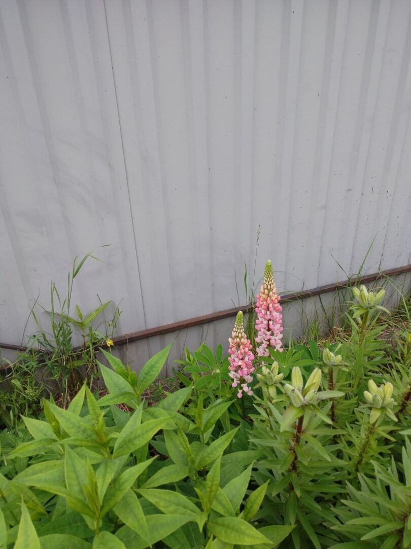 На моем участке в деревне наконец-то зацвели сирень и люпины: красота рядом и личный опыт выращивания