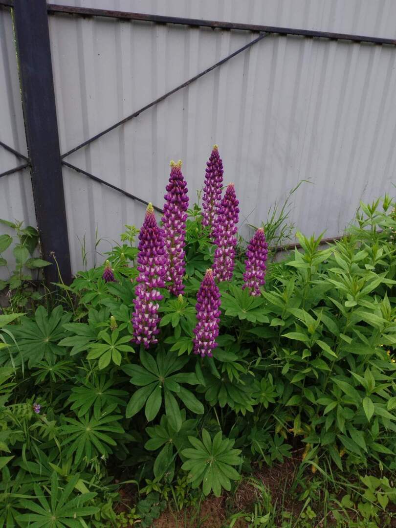 На моем участке в деревне наконец-то зацвели сирень и люпины: красота рядом и личный опыт выращивания