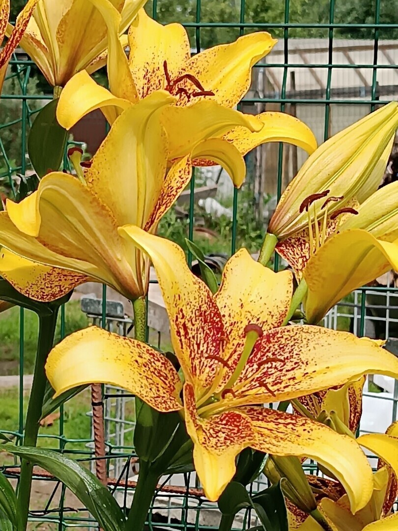 О юбилеях и подарках.