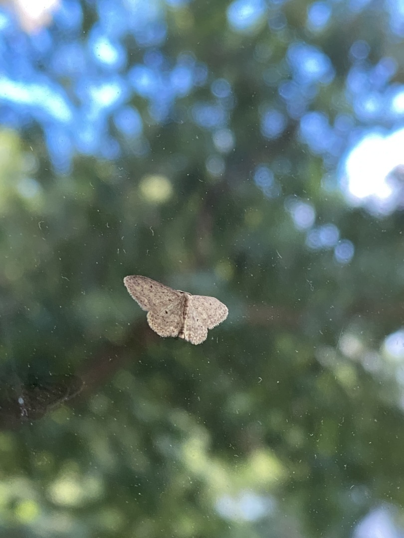 Загадочная Пяденица: Ночная Королева Маскировки