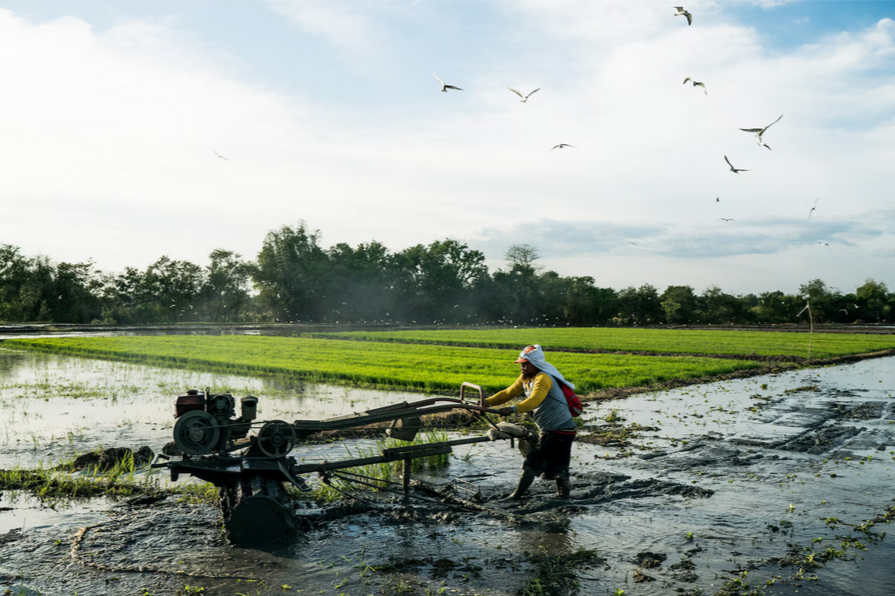 Филиппинам нужен рис, но молодые люди не хотят его выращивать