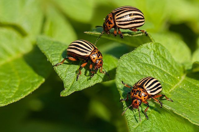 Экологически безопасные способы борьбы с колорадским жуком на картофеле