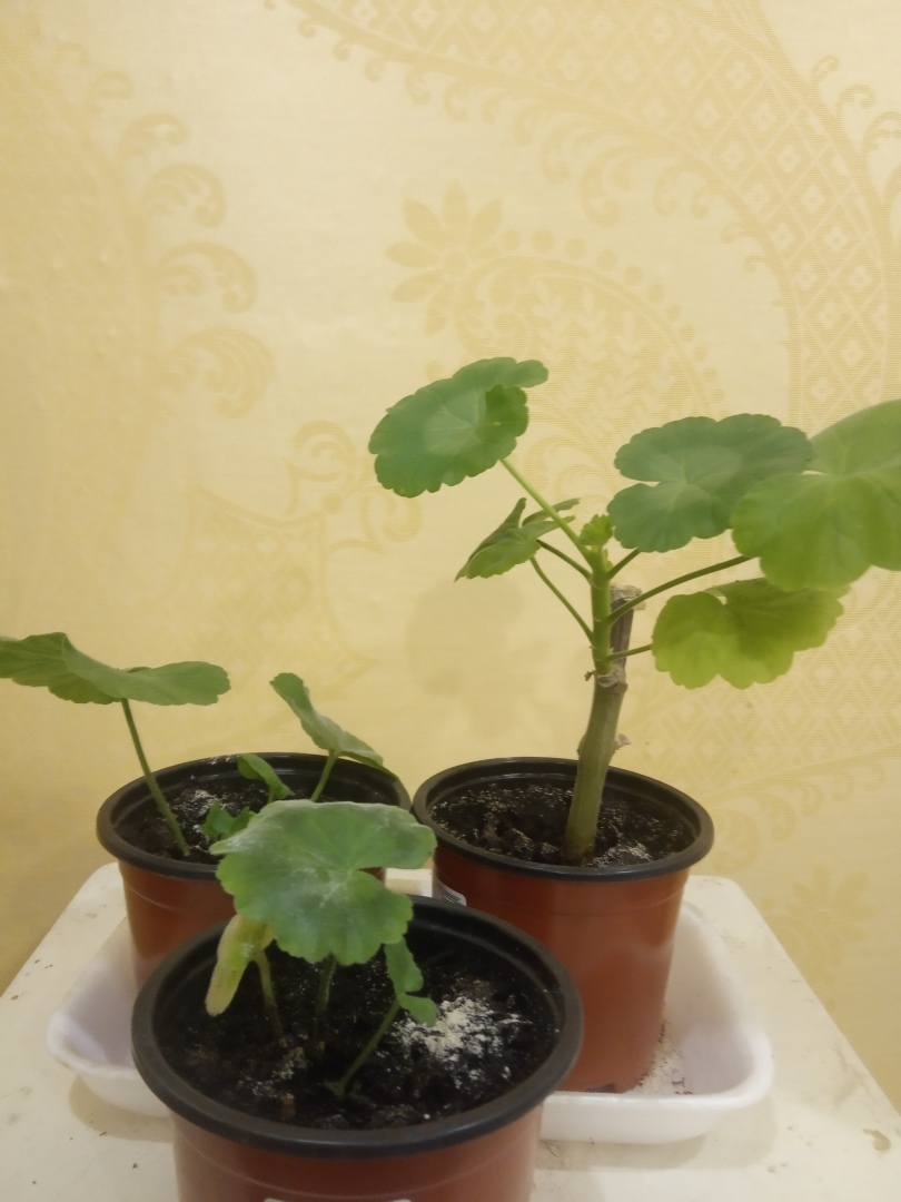 Цветущий оазис в моем доме