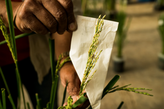 Филиппинам нужен рис, но молодые люди не хотят его выращивать