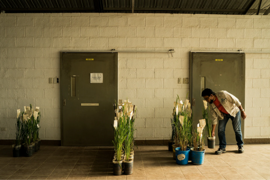 Филиппинам нужен рис, но молодые люди не хотят его выращивать