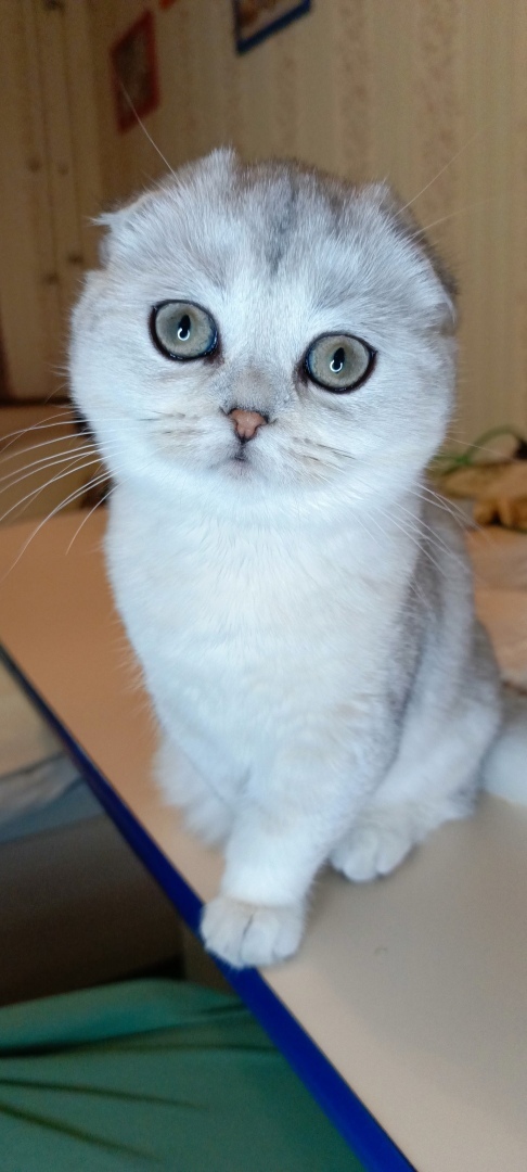 Заводчики и разведенцы. Нужно ли на законодательном уровне регулировать породное разведение животных?