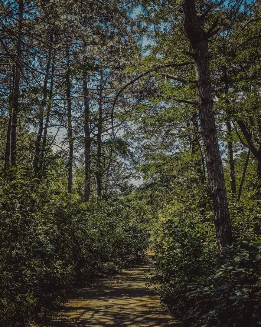 "Щепкинский лес: сердцебиение зелени Ростова-на-Дону