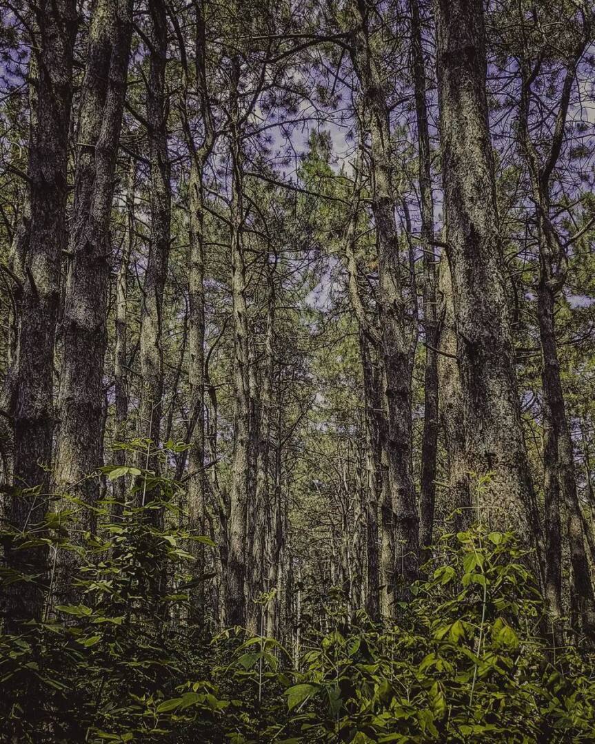 "Щепкинский лес: сердцебиение зелени Ростова-на-Дону