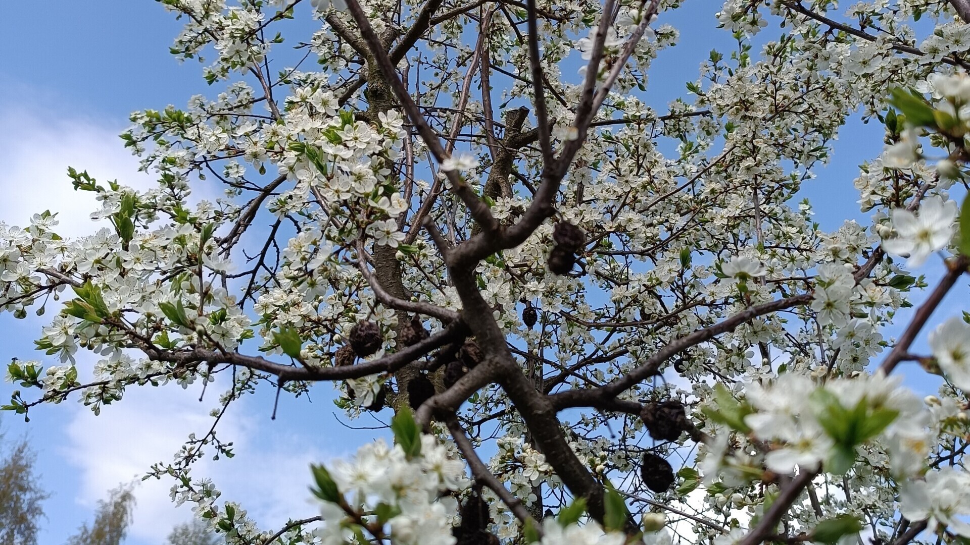 Человек располагающий / Часть первая/Теория вероятности (?)