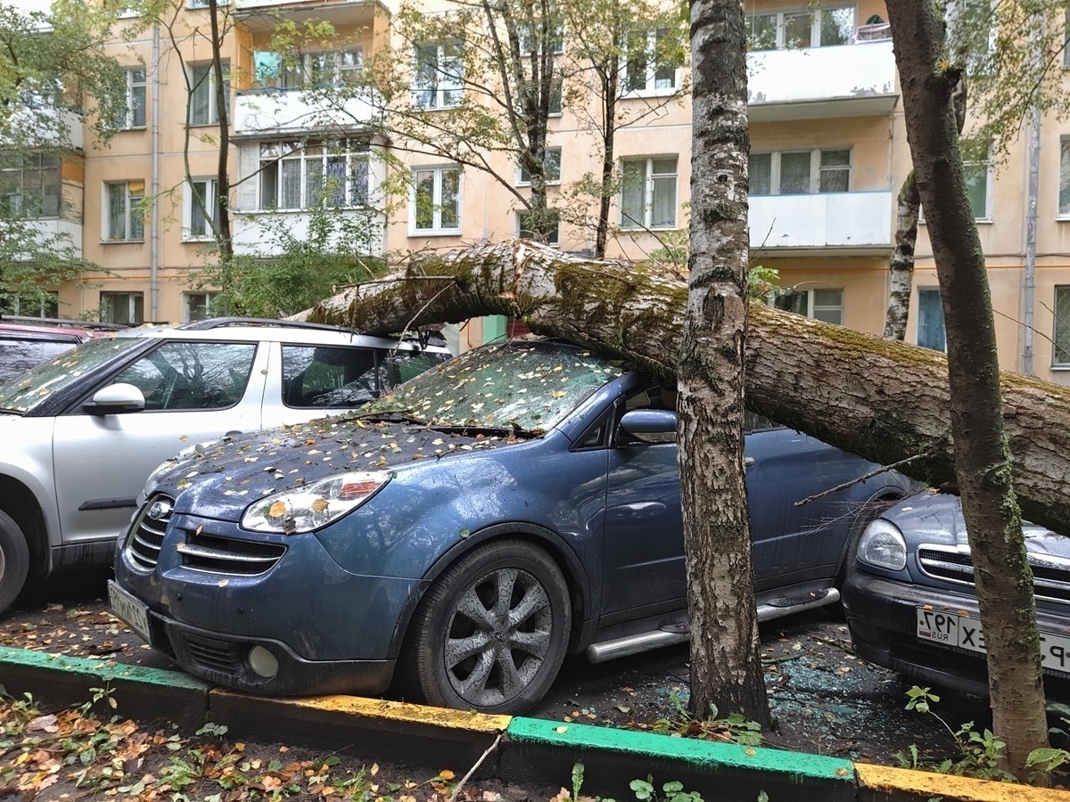 На машину упало дерево. Кто виноват и поможет ли страховка
