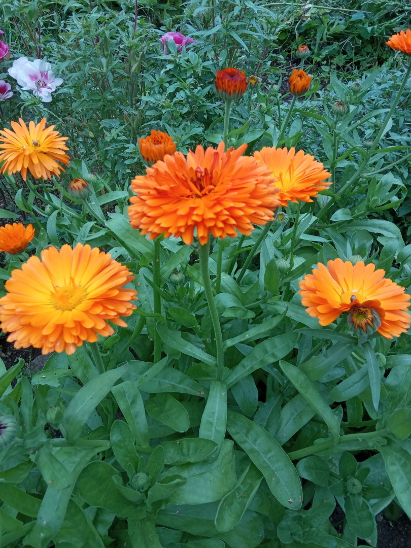 Календула или тот, кто следует за солнцем