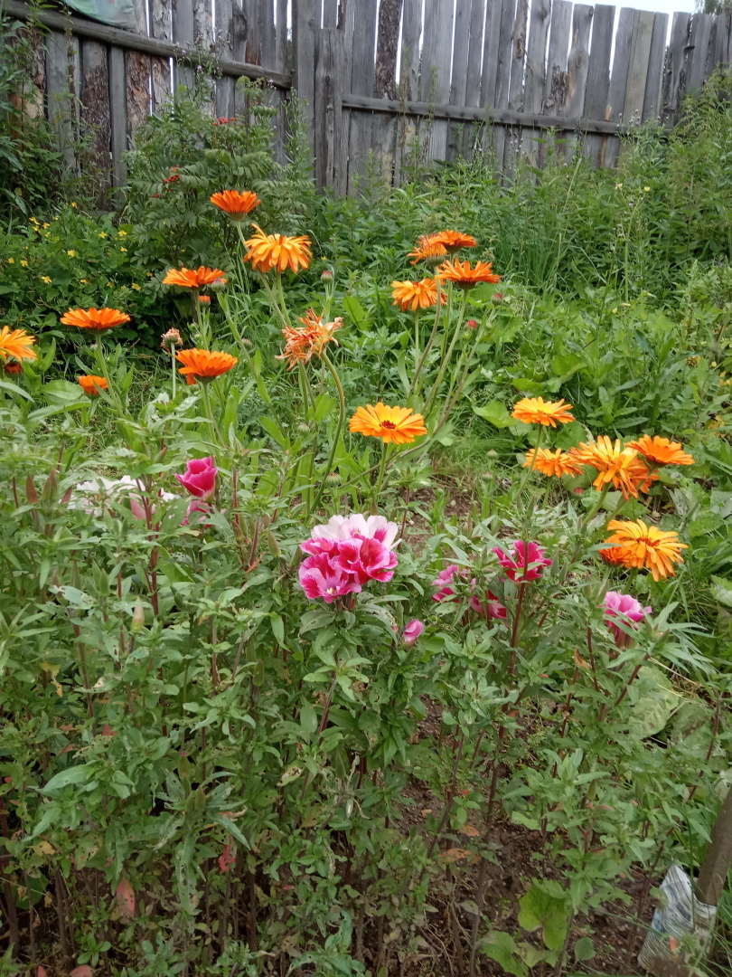 Календула или тот, кто следует за солнцем