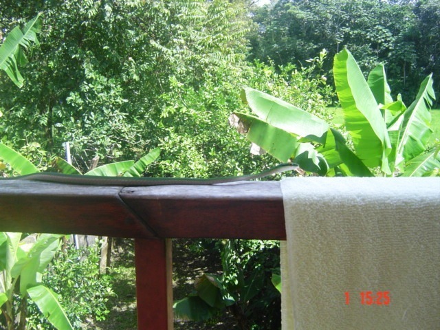 Этой дождливой ночью к нам в окно заглянула очередная змея