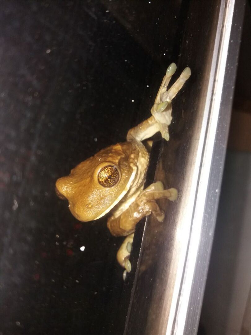 Этой дождливой ночью к нам в окно заглянула очередная змея