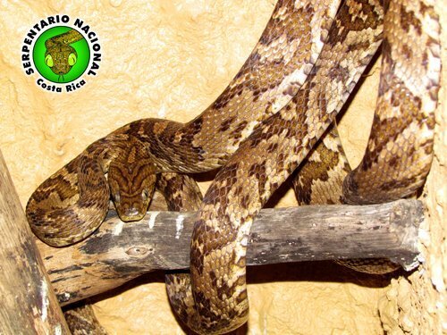 Этой дождливой ночью к нам в окно заглянула очередная змея