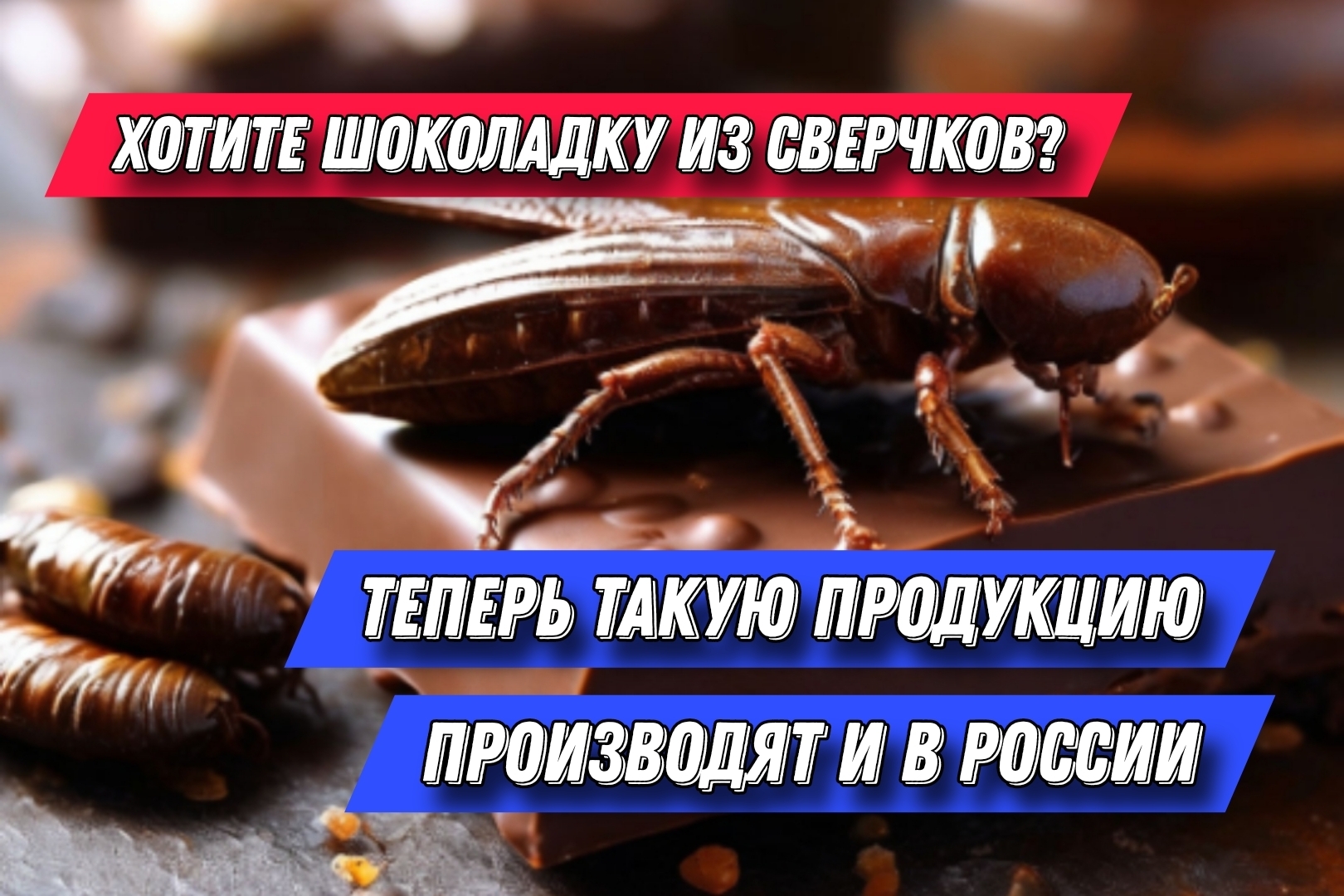 Хотите шоколадку из сверчков? Теперь такую продукцию производят и в России  | Алексей, 28 июня 2024