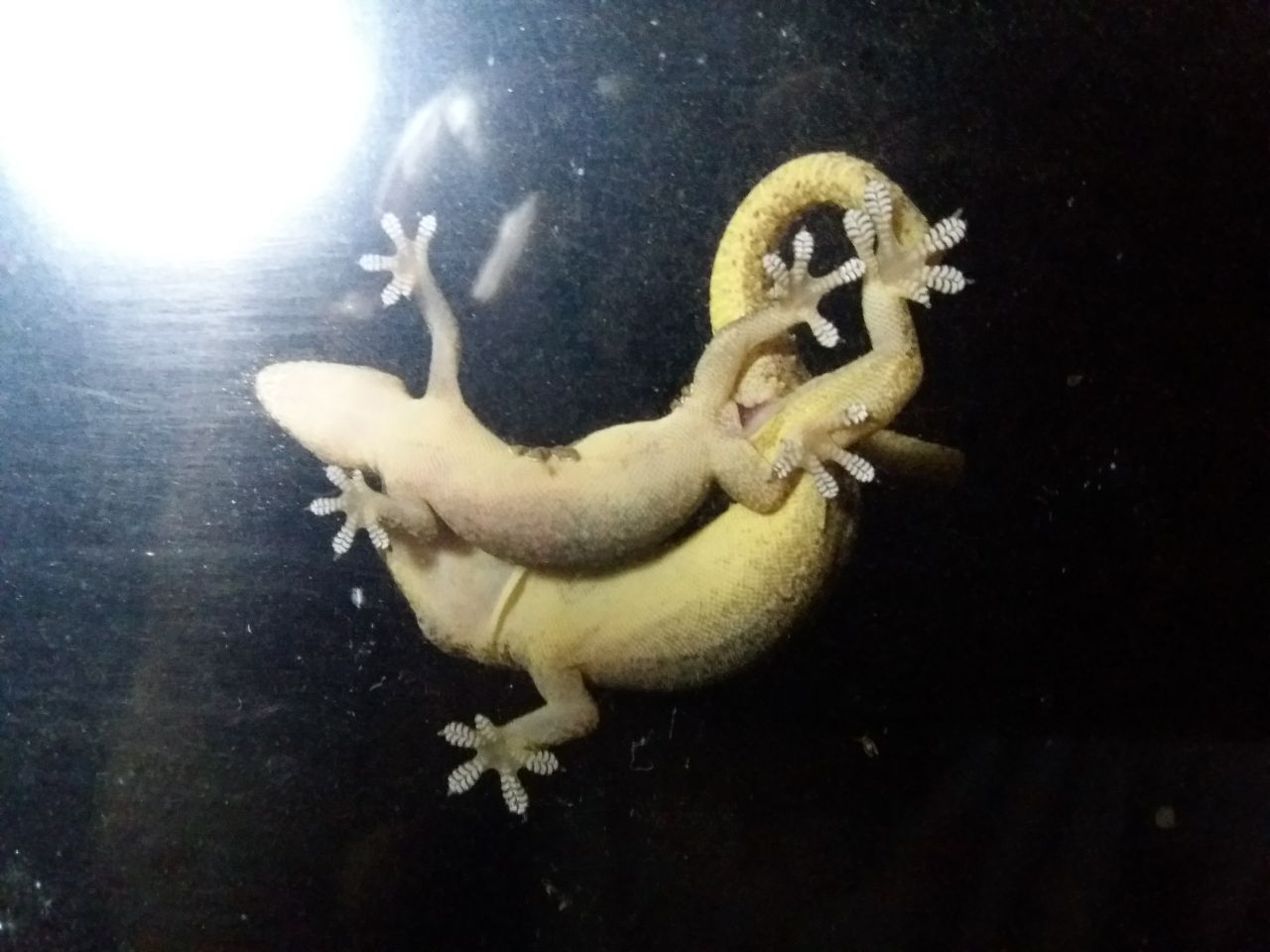 Как я оказался в эмиграции, и почему считаю, что сделанный своими руками дом в автобусе в лесу лучше, чем дворец в мегаполисе