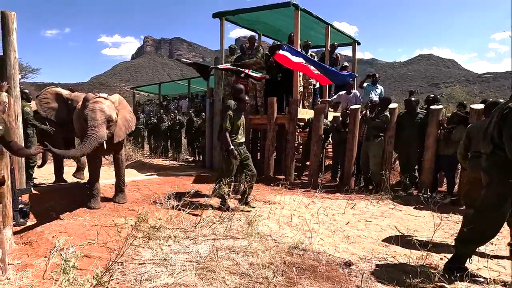 Осиротевшие в младенчестве слоны вернулись в дикую природу со слезами на глазах