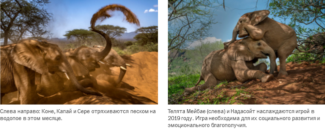 Осиротевшие в младенчестве слоны вернулись в дикую природу со слезами на глазах