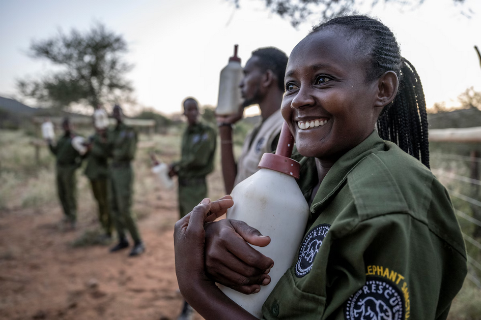Осиротевшие в младенчестве слоны вернулись в дикую природу со слезами на глазах