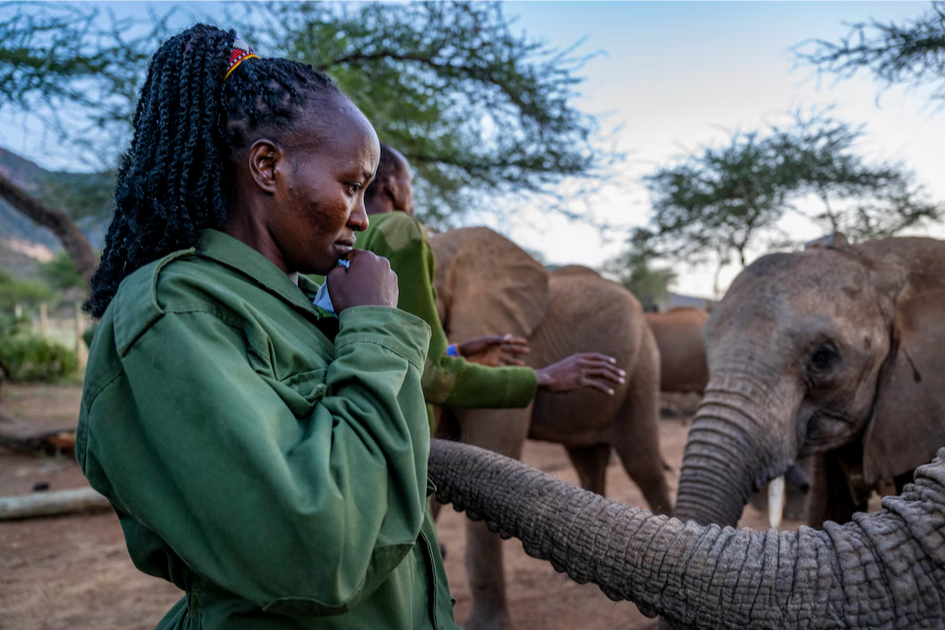 Осиротевшие в младенчестве слоны вернулись в дикую природу со слезами на глазах