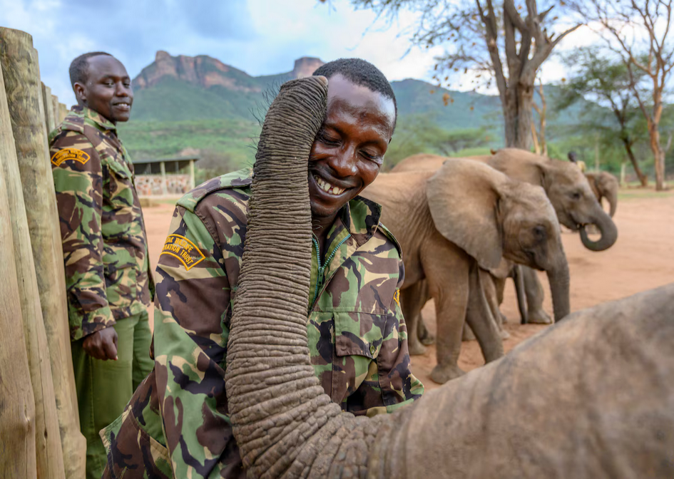 Осиротевшие в младенчестве слоны вернулись в дикую природу со слезами на глазах