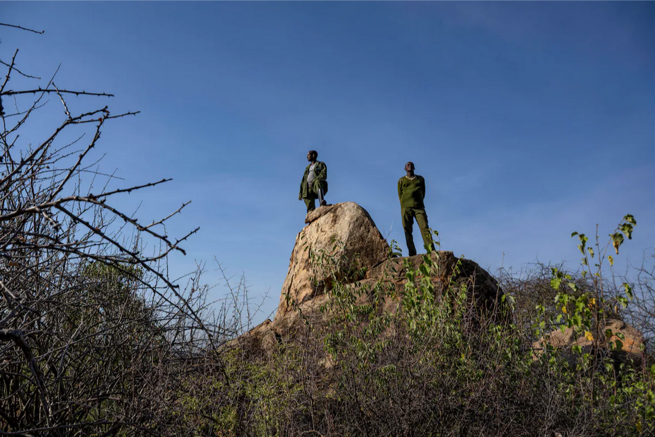 Осиротевшие в младенчестве слоны вернулись в дикую природу со слезами на глазах