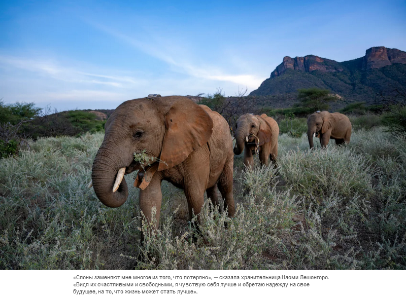 Осиротевшие в младенчестве слоны вернулись в дикую природу со слезами на глазах
