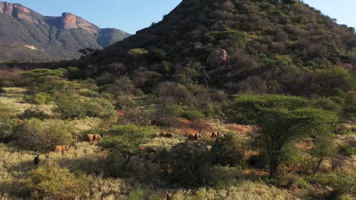 Осиротевшие в младенчестве слоны вернулись в дикую природу со слезами на глазах