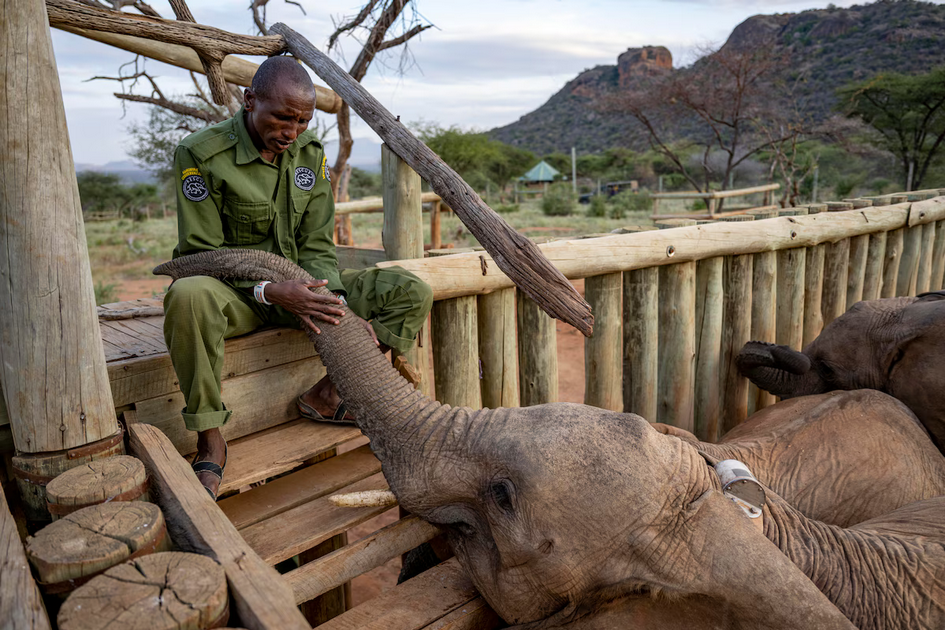 Осиротевшие в младенчестве слоны вернулись в дикую природу со слезами на глазах