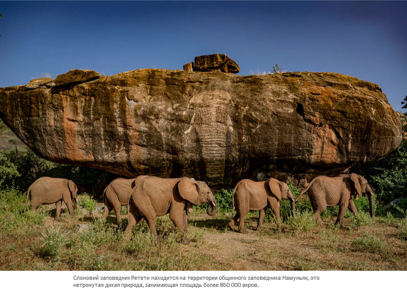 Осиротевшие в младенчестве слоны вернулись в дикую природу со слезами на глазах
