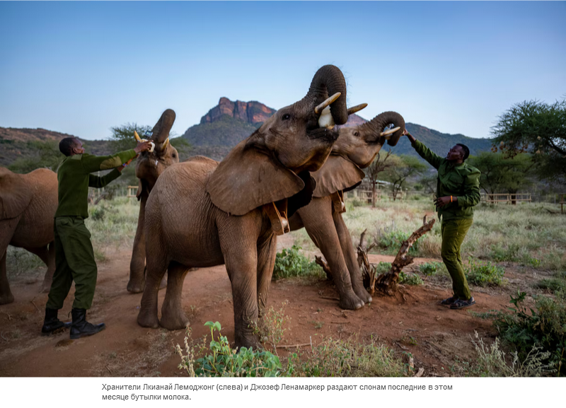 Осиротевшие в младенчестве слоны вернулись в дикую природу со слезами на глазах