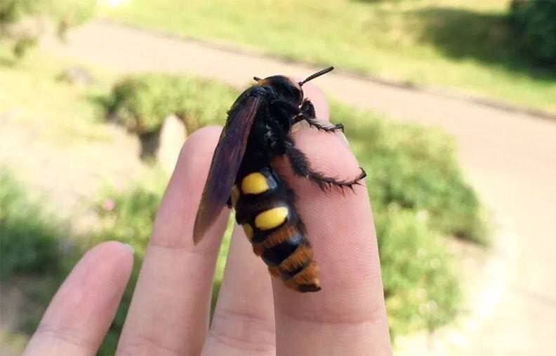 Сколиевые осы-великаны появились в Москве и области